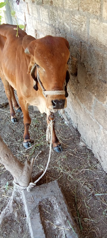 હોડકી વેચવાની છ...