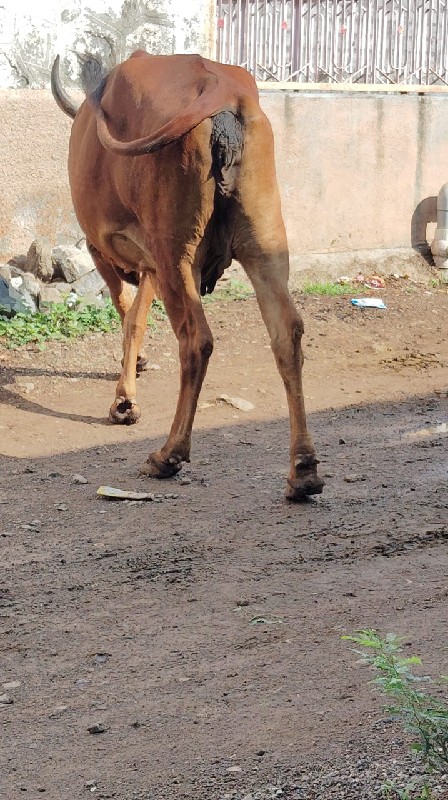 સાટા કરવાના છે...