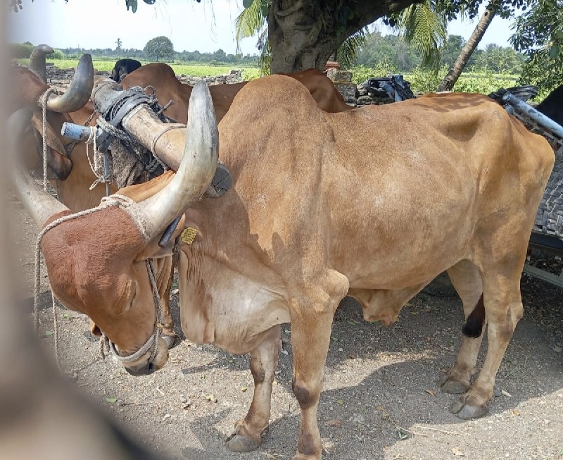 બળદ વેચવાના છે