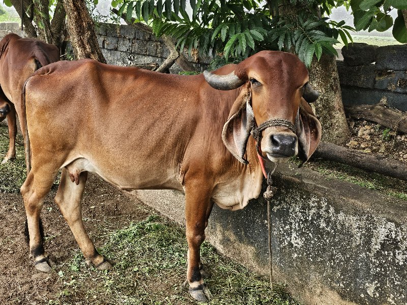 ગાય વેચવાની છે