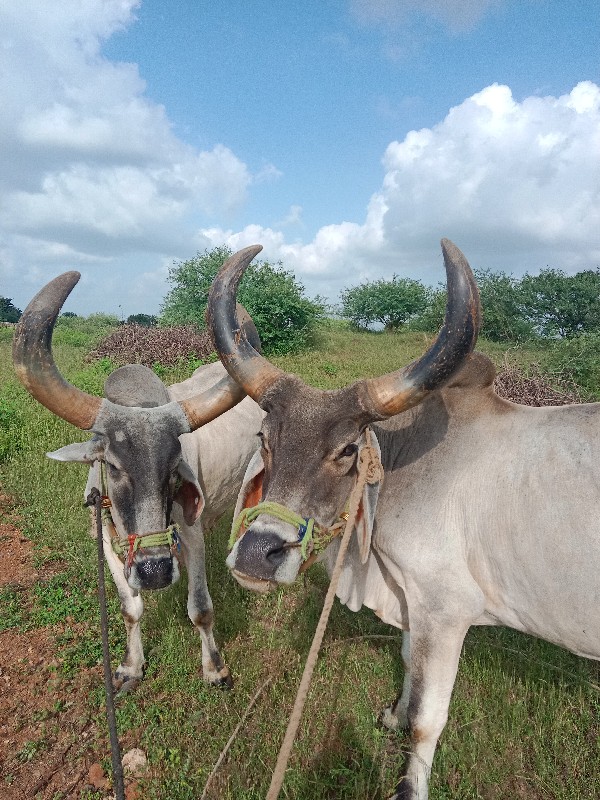 બળદ વેચવાના છે