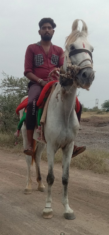 રોજીઘોડી વેચવાન...