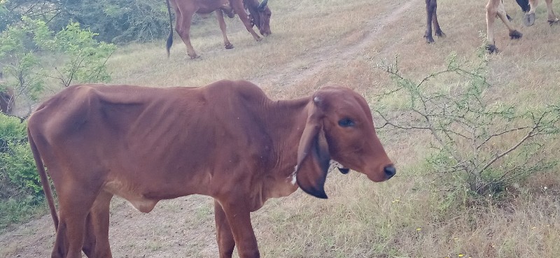 ગાય વેચવાની છે