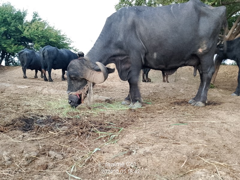 ભેંશ વેચવાની છે