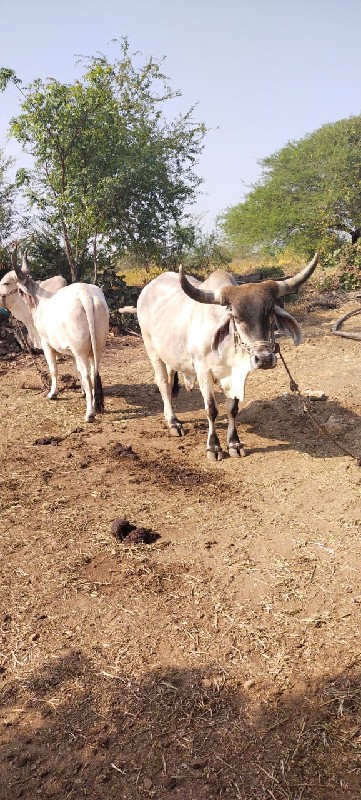 બળદ વેચવાના છે