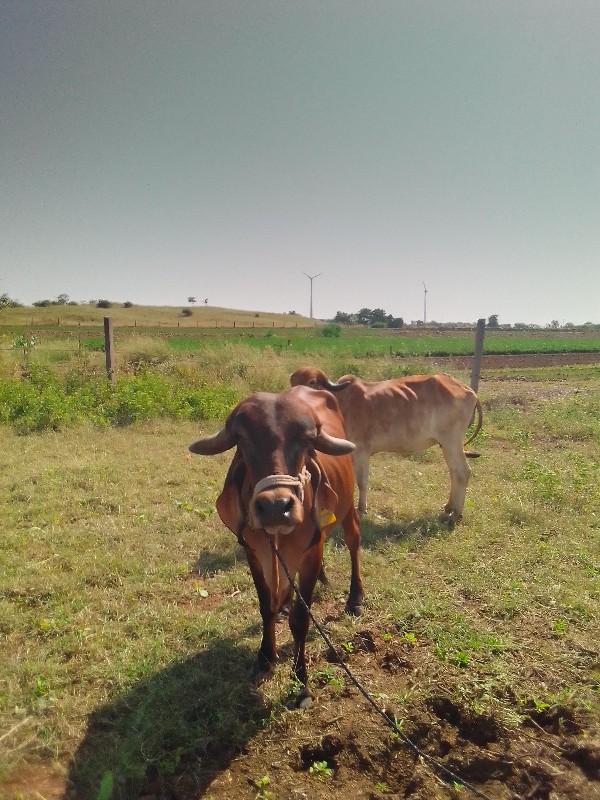 ગાય