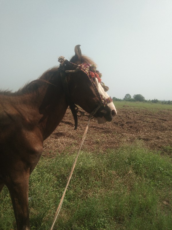 આઘોડીનૂ શાટુકરવ...