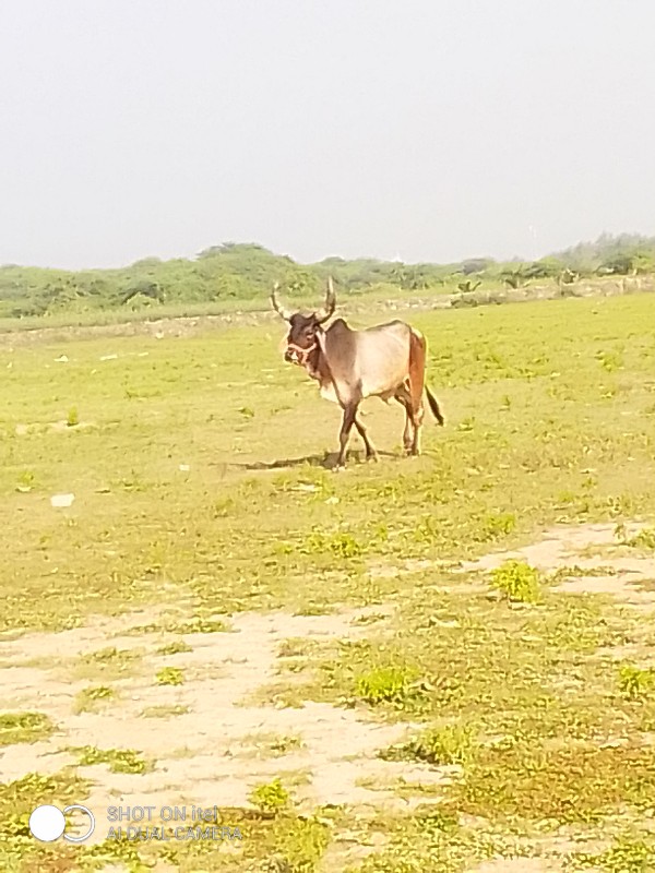 ગોઢલો વેચવાનો છ...