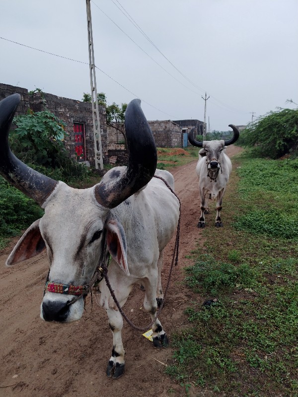 બળદ