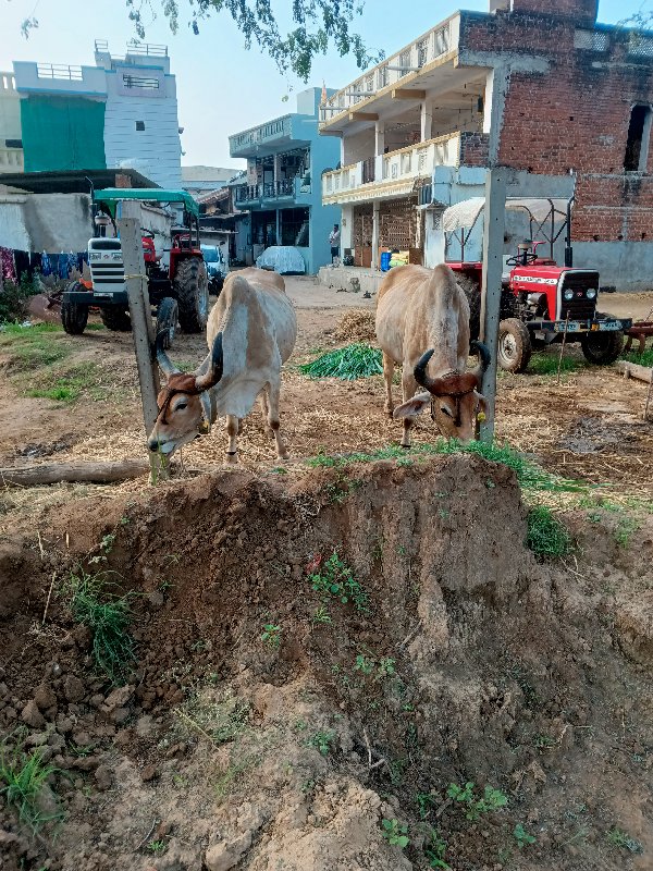 ગોઢલા વેચવાના છ...