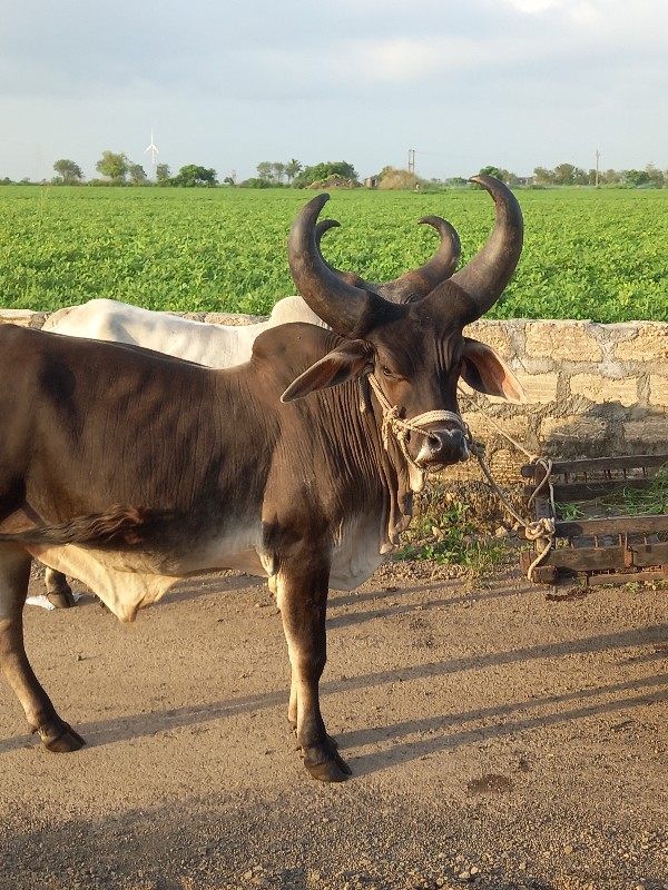 કેટલા વેચાવ છે...