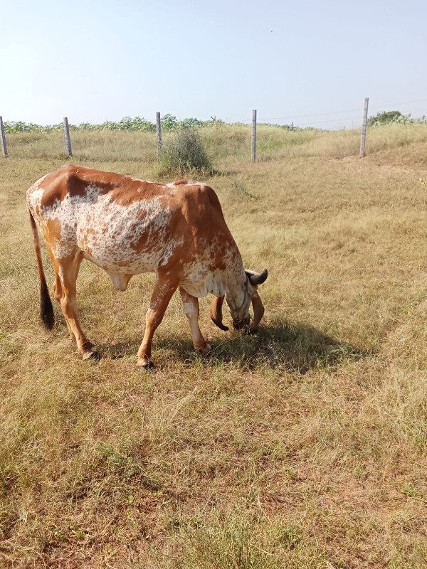 આ ભેંસ અને વાછડ...