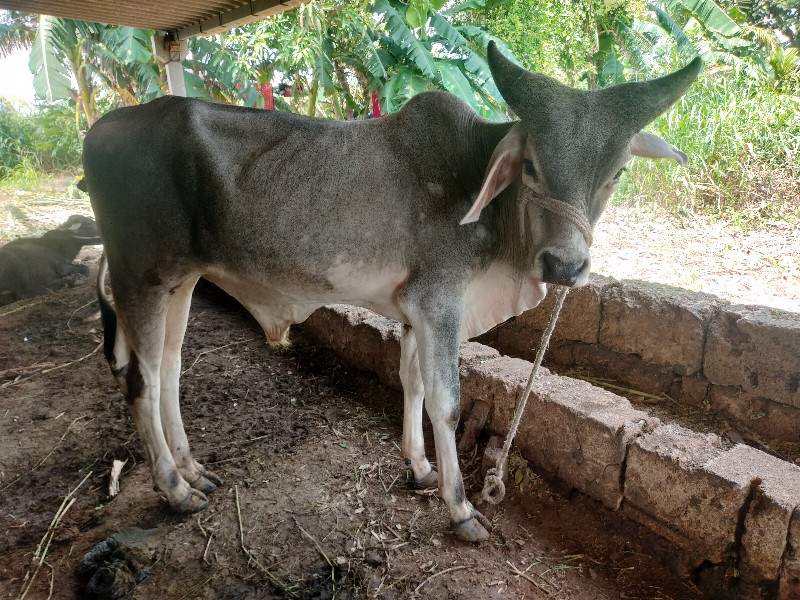 vadhiyara vasad...