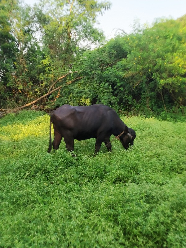 ભેંસ વેચવાની છે...