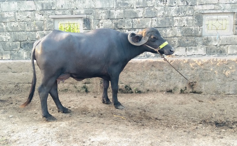 ખાડેલી