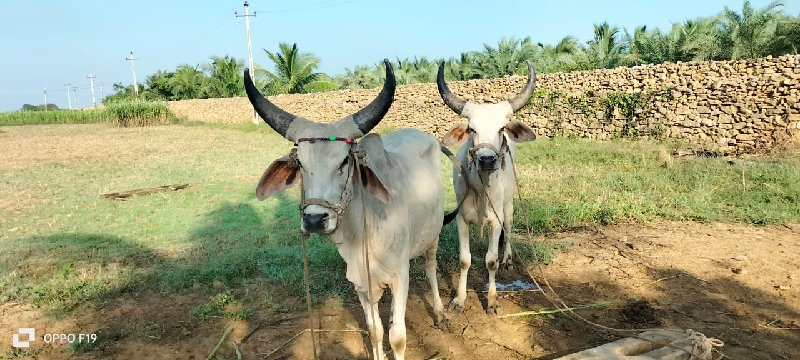 સાટા કરવાના છે...