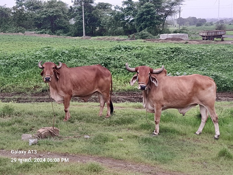 બળદ  વેચવા છે