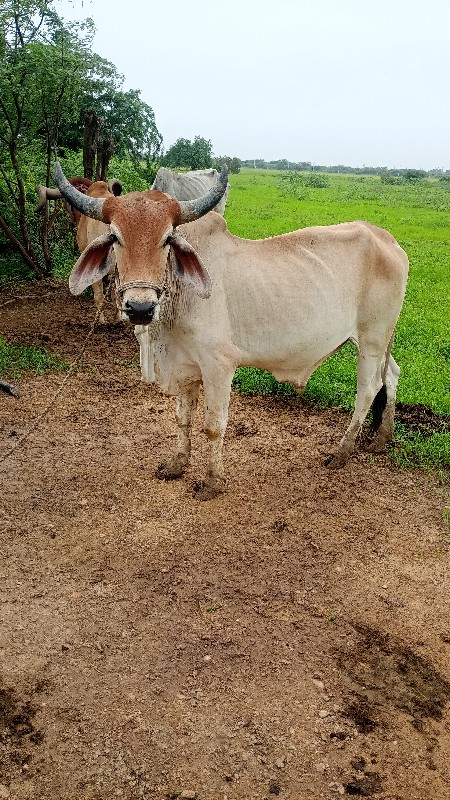 ગોંઢલો વેચવાનો...