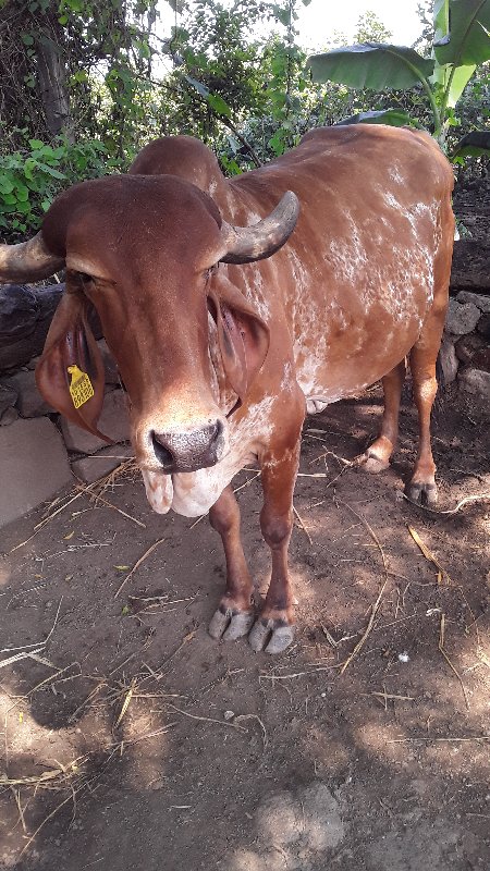 ગાય