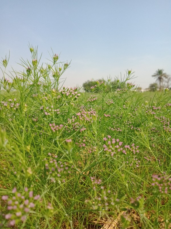 ખેતીનીજમીનવેચવી...