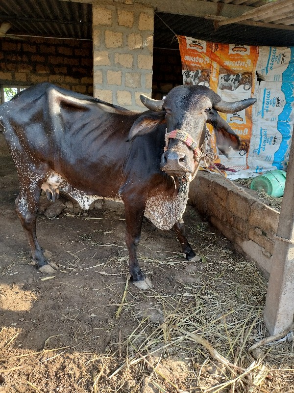 ગાય વેસવાની છે