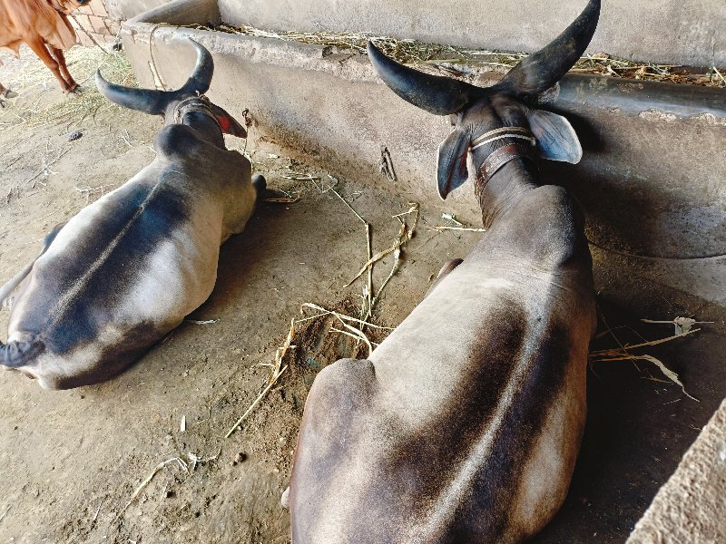 તાલુકો રાજકોટ