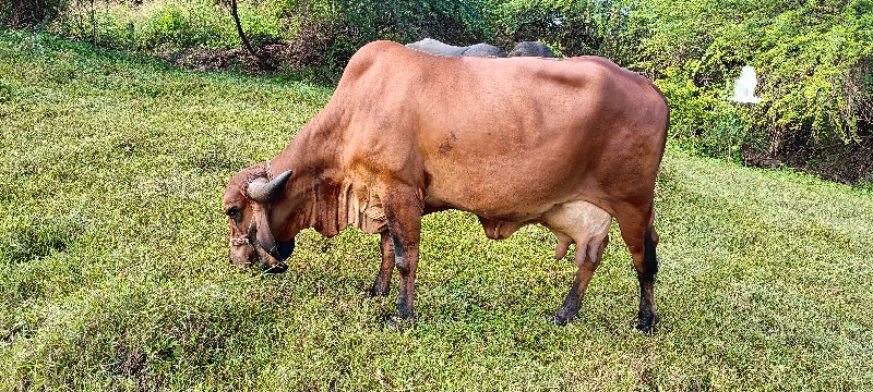 ગાય વેચવા ની છે...