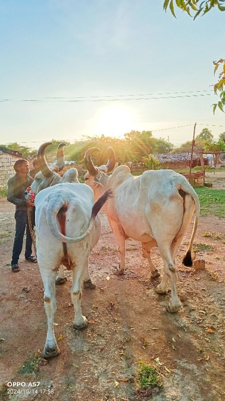 બળદ વેચવાના છે