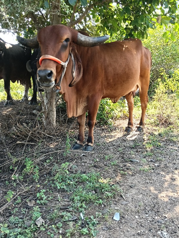 ઓરિજનલ ગીર પેલુ...