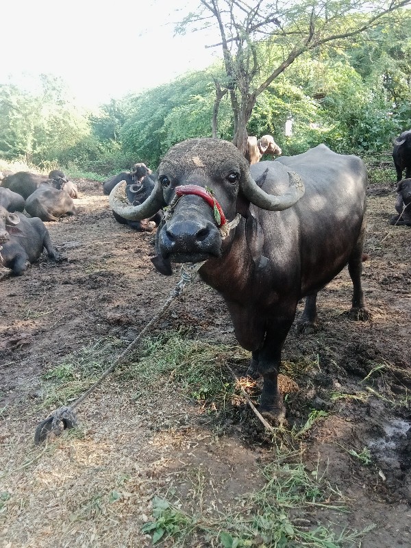 ભેંસ વેચવાની છે