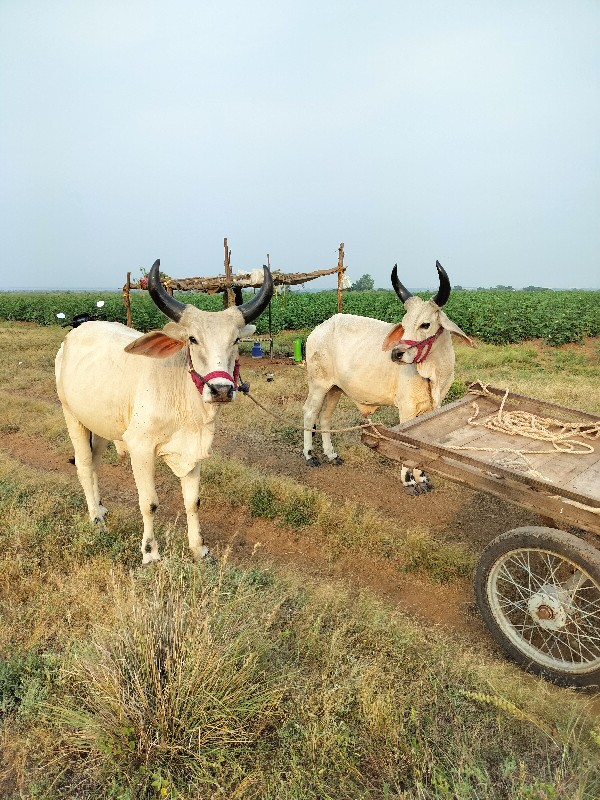 વઢીયારા ગોદલા વ...