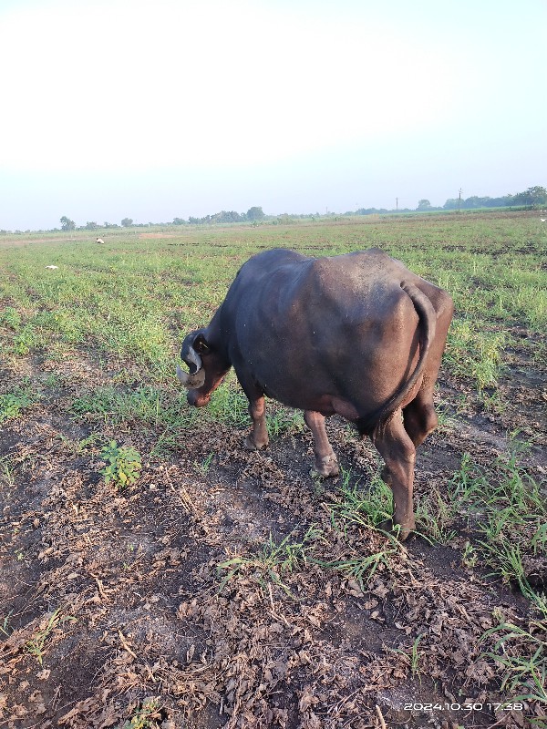 ભેંસ વેસવા ની સ...