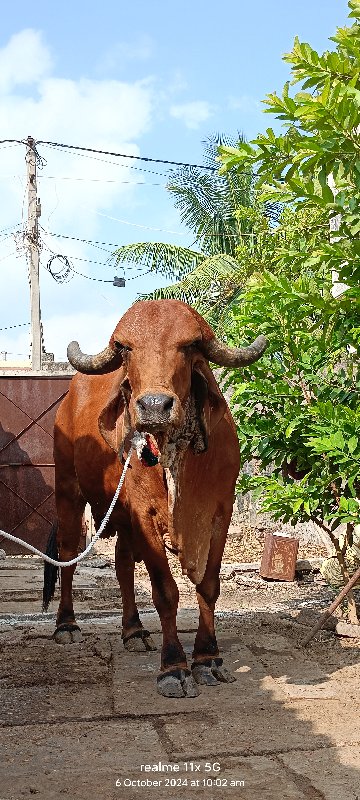 ગીર ગાય વેચવાની...