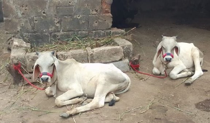 ગોઢલા