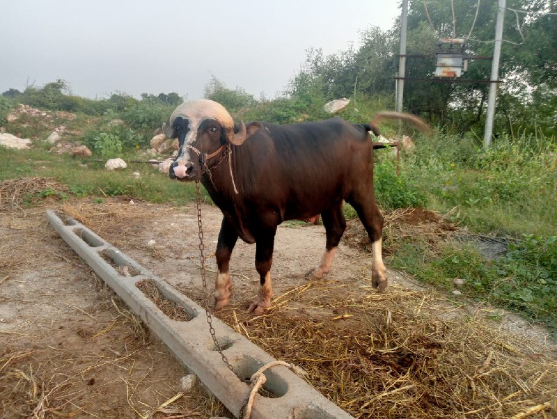 ભગરો પાડો વેચવા...