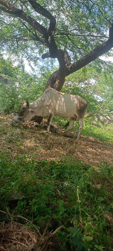 ગાય વેચવાની છે