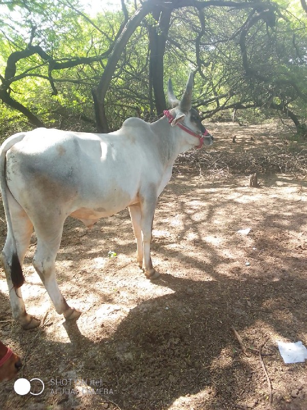 ગોઢલો વેચવાનો છ...