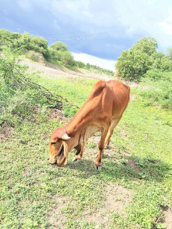 વસેરી કે વશેરો....