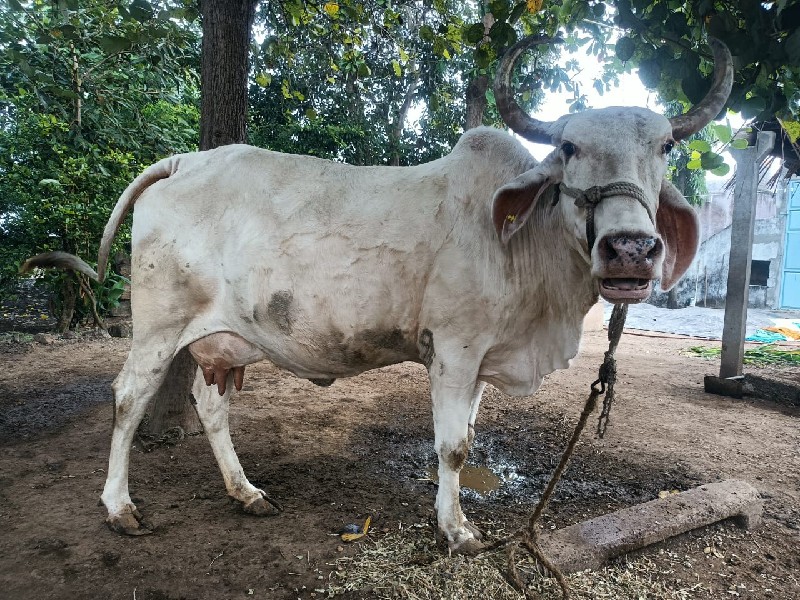 આ ગાય વેચવાની છ...