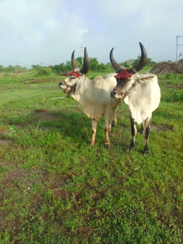 ગોઢલા વેચવાના છ...