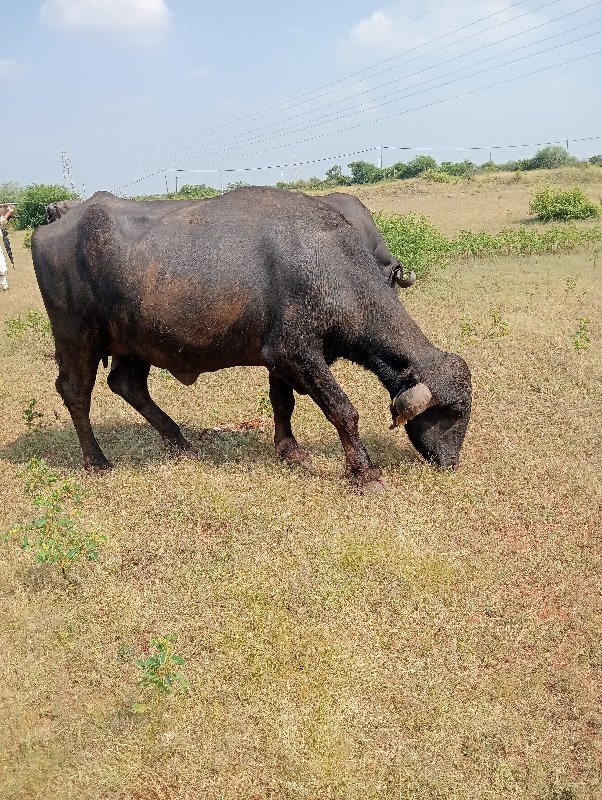 ભેંસ વેચવાની છે