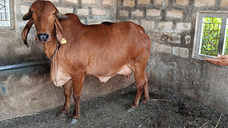 ગીર ગાય