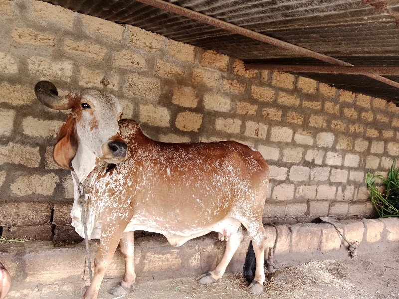 દેસી કાબરી ગાય...