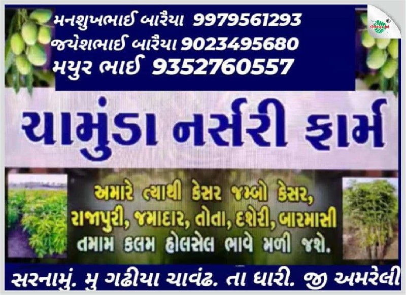 કેશર કલમ ગેરંટી...