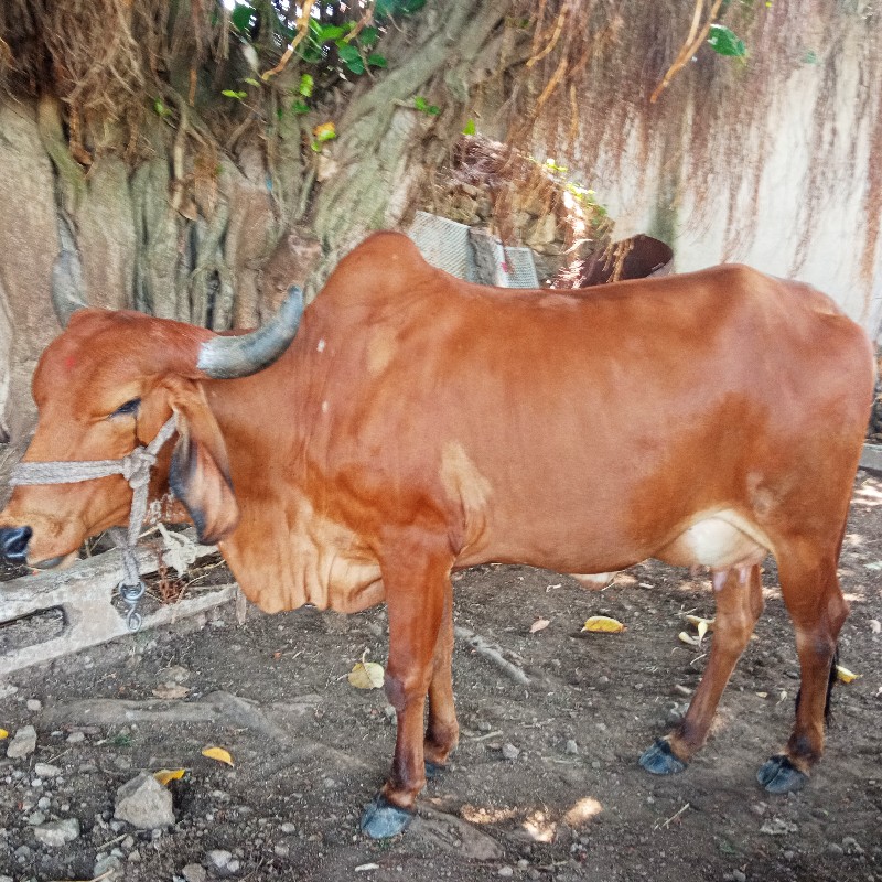 ગાય વેચવાની છે