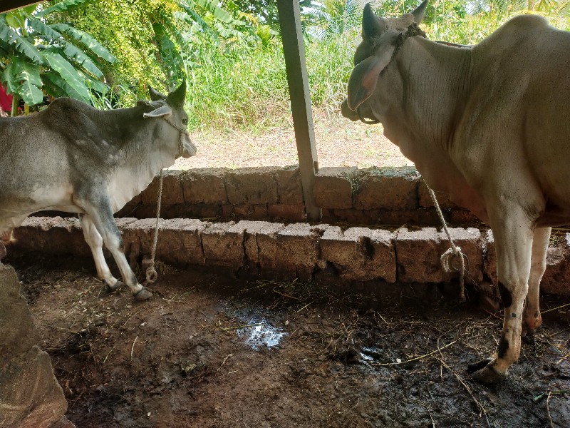 vadhiyara vasad...