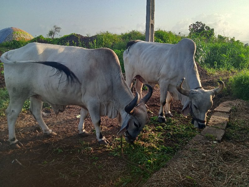 બળદ વેચવાના છે