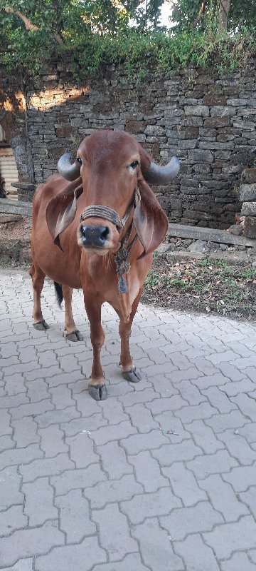 ગીર ગાય