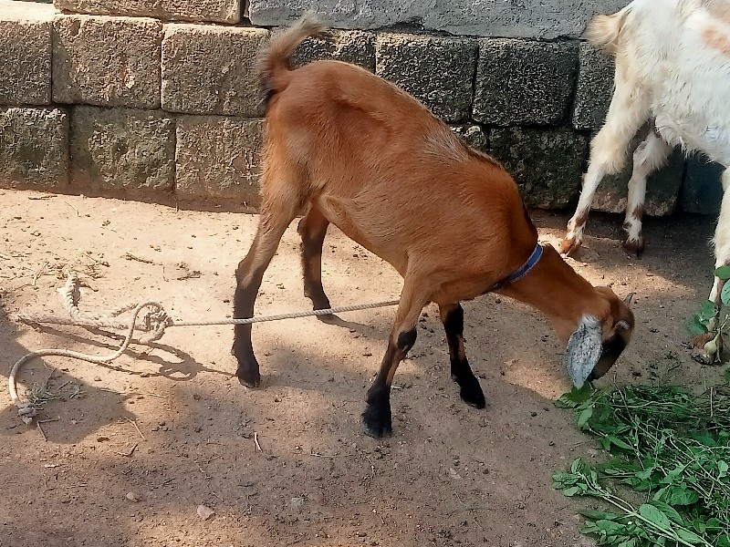 bakra sne bakri...