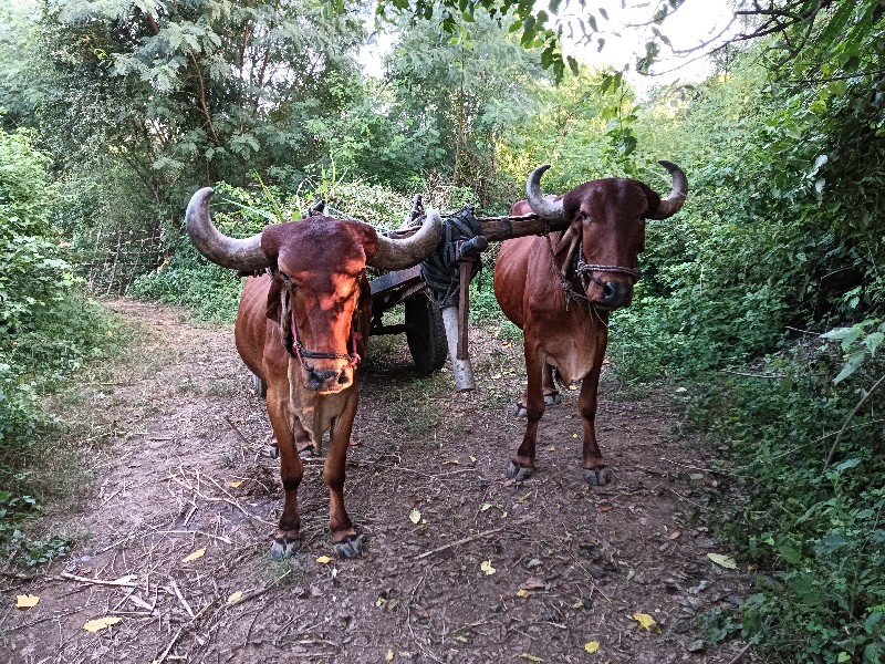 બીજી વાવણી ફૂલ...